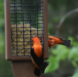 Meet your Posher, Debra